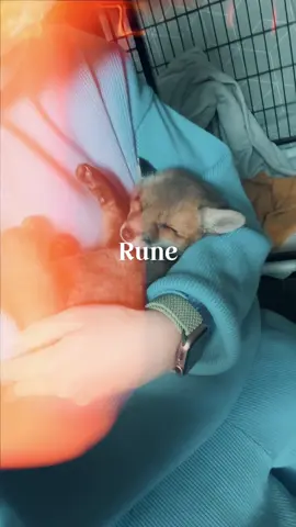 Rune was so lively, curious, cheeky, and a little clown. By now, he has grown up and been released back into the wild… but in my heart, he still holds a very special place. #wildtierrettung #Fuchsrettung #FoxRehab #RescueToRelease #Fuchswelpen 