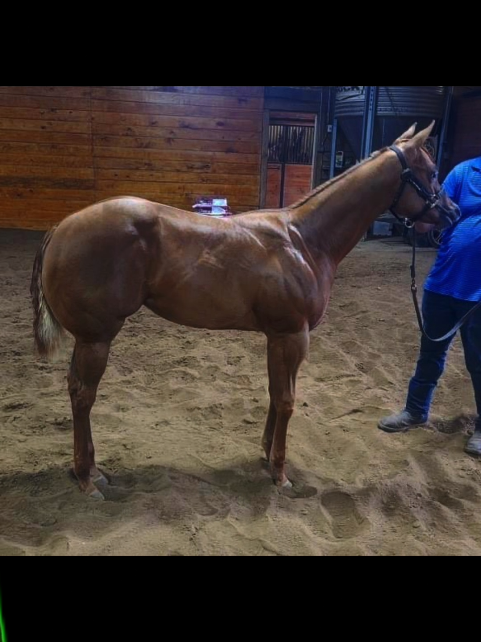 What can I say except- the music is perfect for how I feel looking at this 😄 I don't normally post this late but  this took me a while to make so I wanted to get it up and running  #fyp #equestrianlife #horses #aqha #horse 