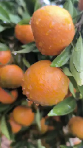 #fyp #siemmadumalang🍊🍊🍊🍊🍊 