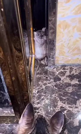 🐱#funny #cute #pet #2025 