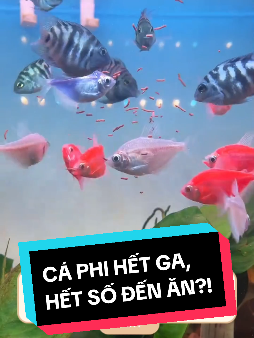 CÁM SÂU ĐÓ RED BITES – BÍ QUYẾT GIÚP CÁ KHỎE MẠNH & LÊN MÀU RỰC RỠ. #zenaqua #redworm #fishfood #feeder #feeding 