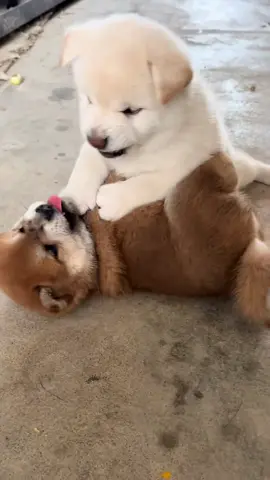 không ai nhường ai #cutedog #funnydog #nghiencho #xuhuong 