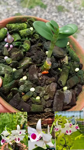 Người đẹp long khánh 