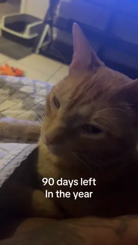 #mood #cat #mylove #viral #90days 