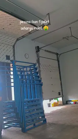 trending topik dunia nelayan 🤑🤑 komen mu Pye bolo sek bojone doh ntuk iwak iki 🤏🤏 #ikanjaket #ikanbukur #nelayanindonesia #coldstorage #luhurbarokahgroup 
