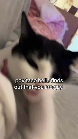 she/meow #trending #foryoupage #cat #tiktok #foryou 