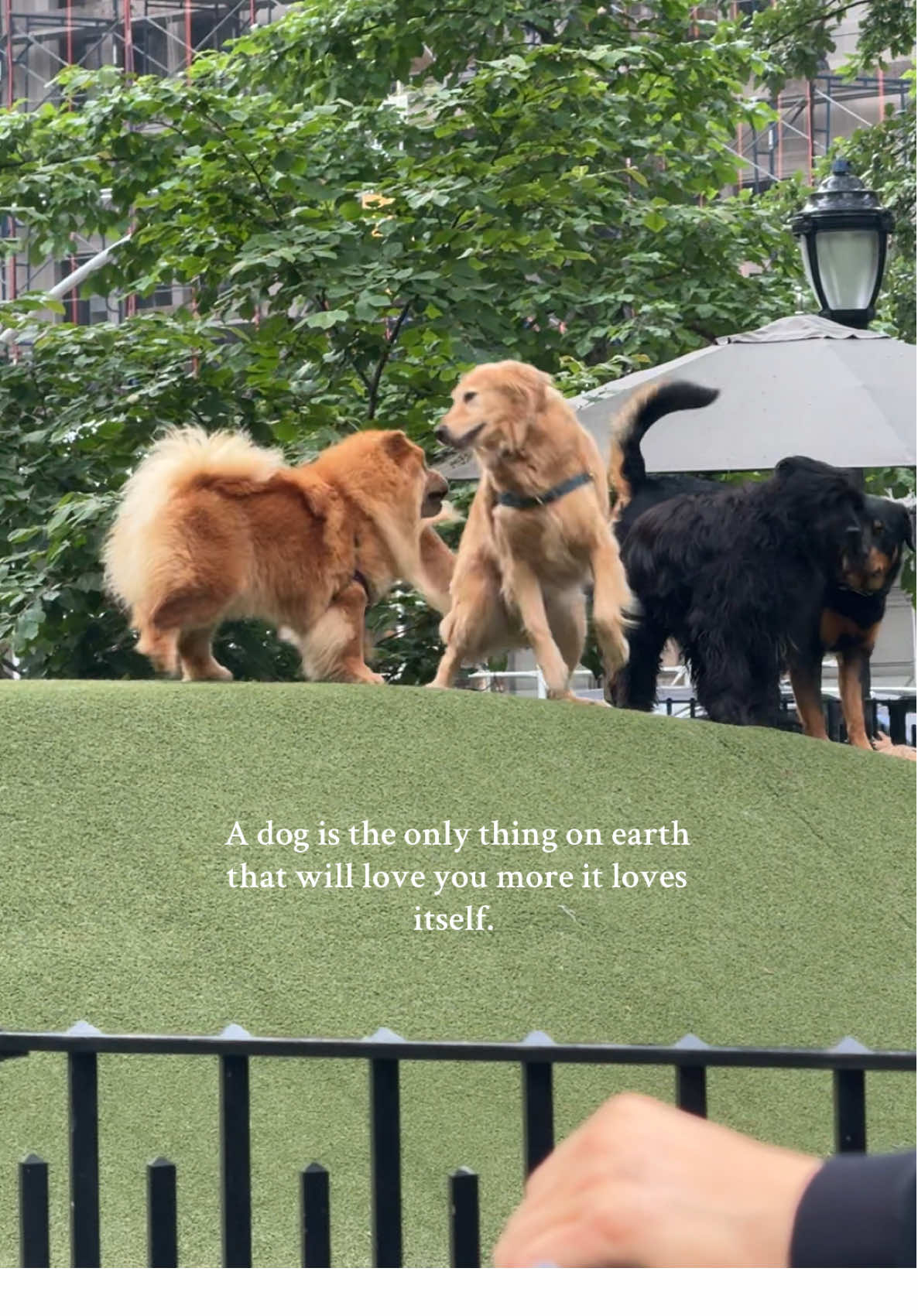 I could watch dogs play all day 🥹 #dogsoftiktok #doglover #dogpark 