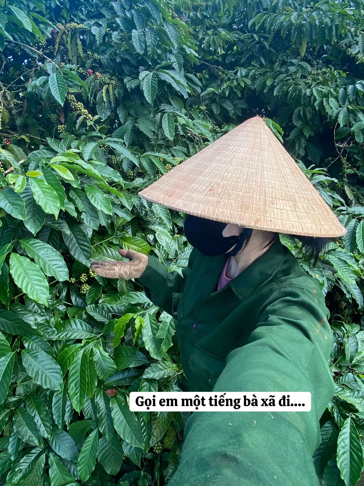 #caphe #nongnghiep #bophoveque #gialai 