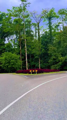 I like this 💚#timika #papua #nature #alam #vibes