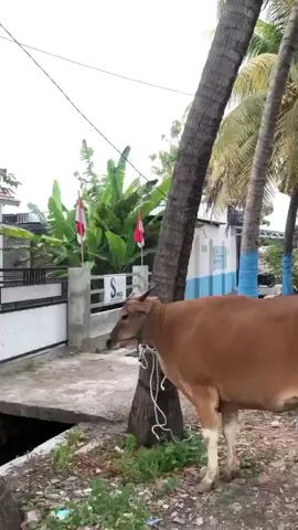 pov pengalokasian dana MBG, Menu spesial SPPG KERUAK 001 begawe bersama 4000 penerima manfaat, terimakasih kpd rekan² keluarga SPPG KERUAK 001 sdh kompak dlm segala hal, semoga lelah menjadi ladang pahala bagi kita semua, insyaallah amiinnn🤲 #fyppppppppppppppppppppppp #makanbergizigratis #MBG #badangizinasional #mbglombok 
