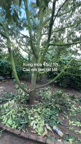 #xuhuongtiktok #saurieng #caonguyendilinh 