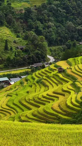 Thụy Sỹ Cũng chỉ đến thế này, Mù Cang Chải đang mùa đẹp nhất trong năm  #mucangchai  #ruongbacthang #laocai #phuot #khangasang 