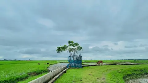 হুম আমার ভাই 🥹🤲 #foryou #vairal 