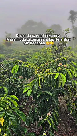 🗣️: cah nom ogh kelambine e reget ,sobone ng ngalas , ngghh Siyap njenegan sak jos e 😁🤚 #petanimuda #petanikopi #petanikopirobusta #petanikopilampungbarat #fyp 