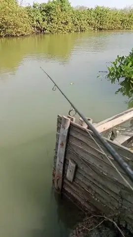 tahan boy tahan😂 #fyp #mancingmania #baramundi #angler 