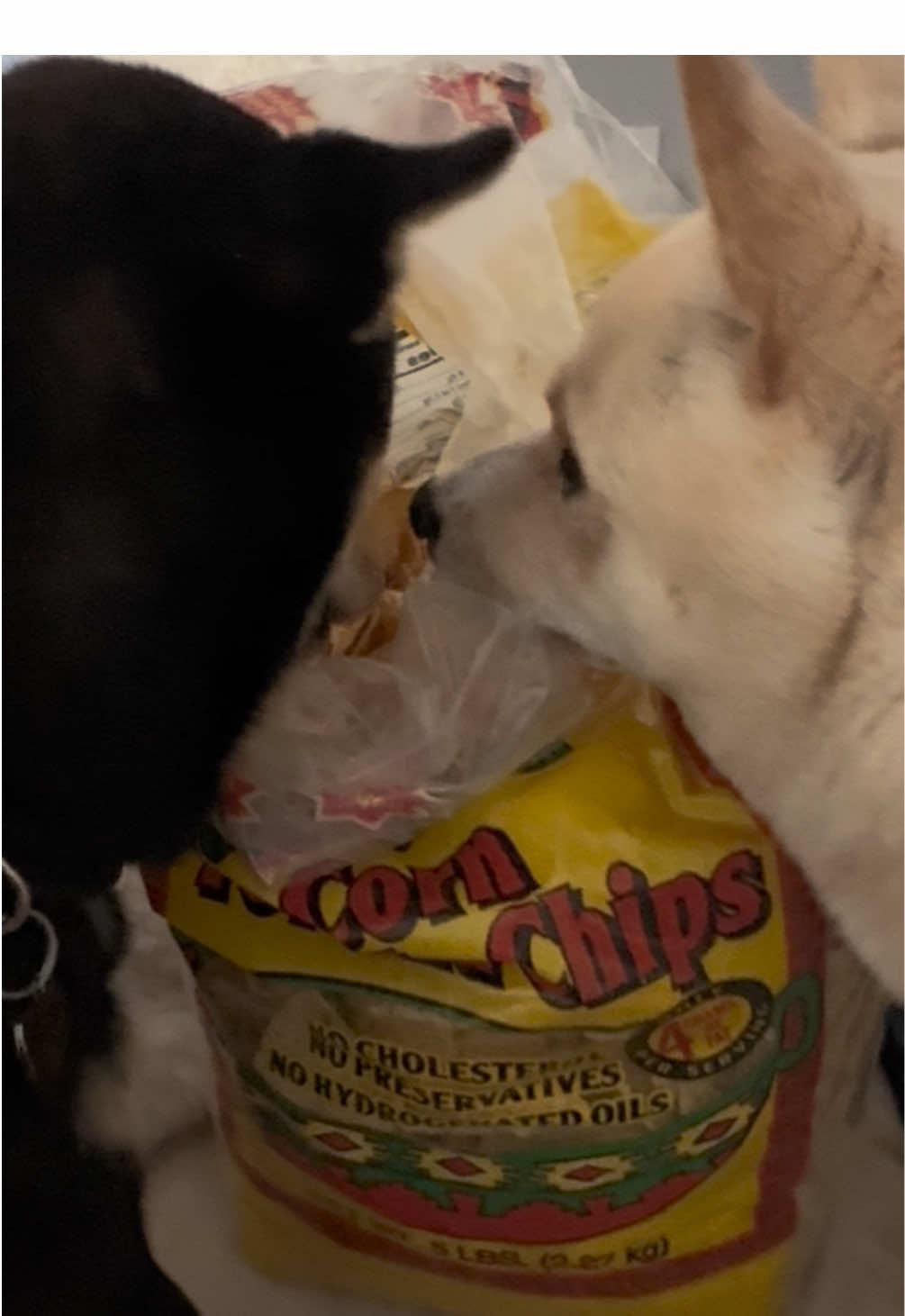 When you step away for less than 1 min 😅😂 #dog #funny #fyp #foryoupage #hungry 
