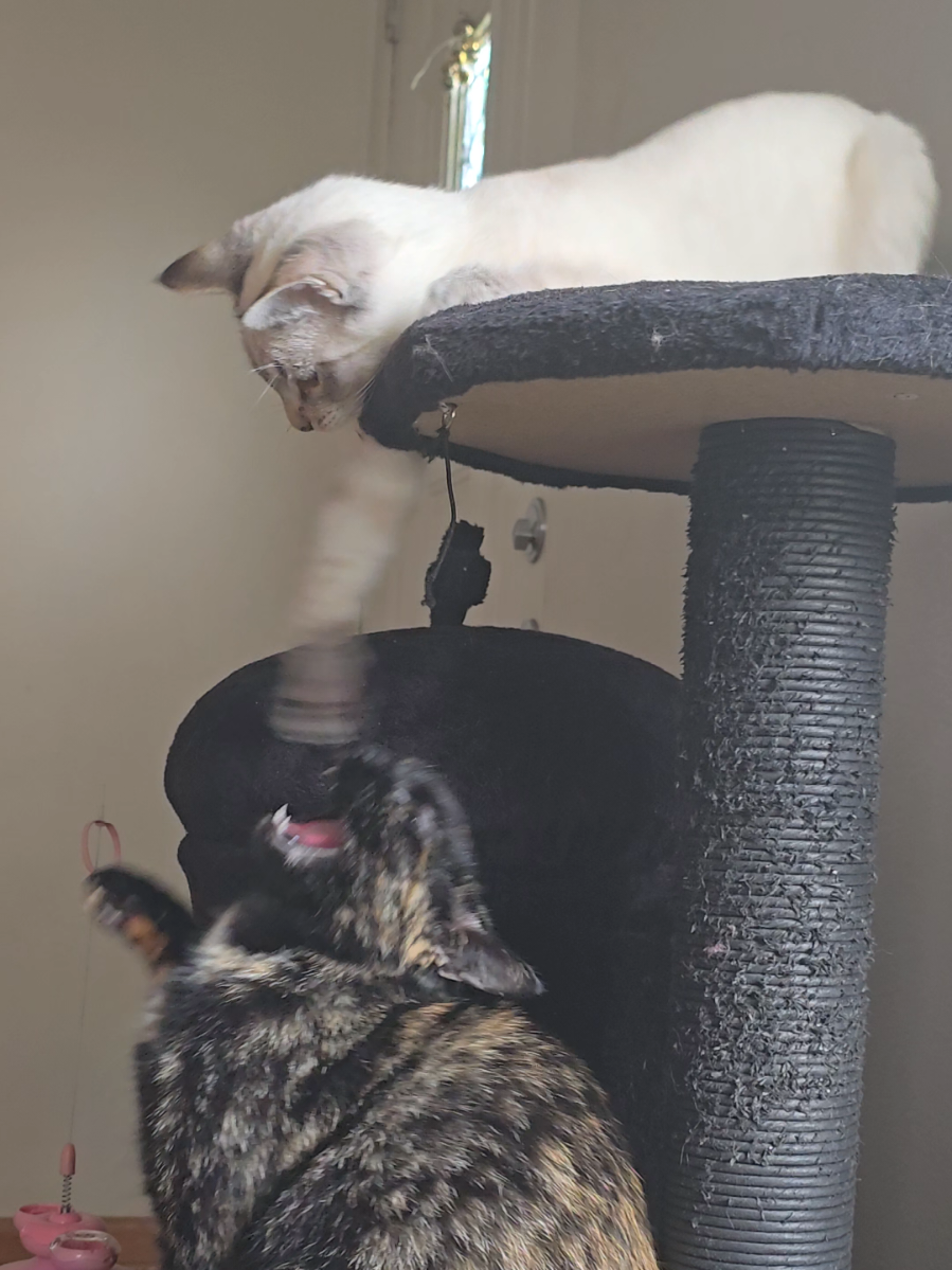 I promise they love each other #cats #catsoftiktok  #cat #catlover 