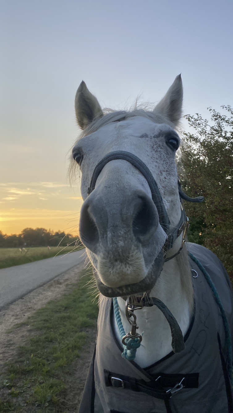 Syndes simpelthen han er blevet så god!