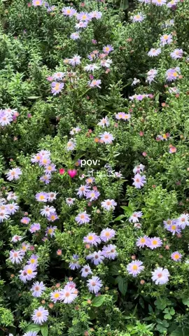 #اكسبلورexplore #امي #🌷 