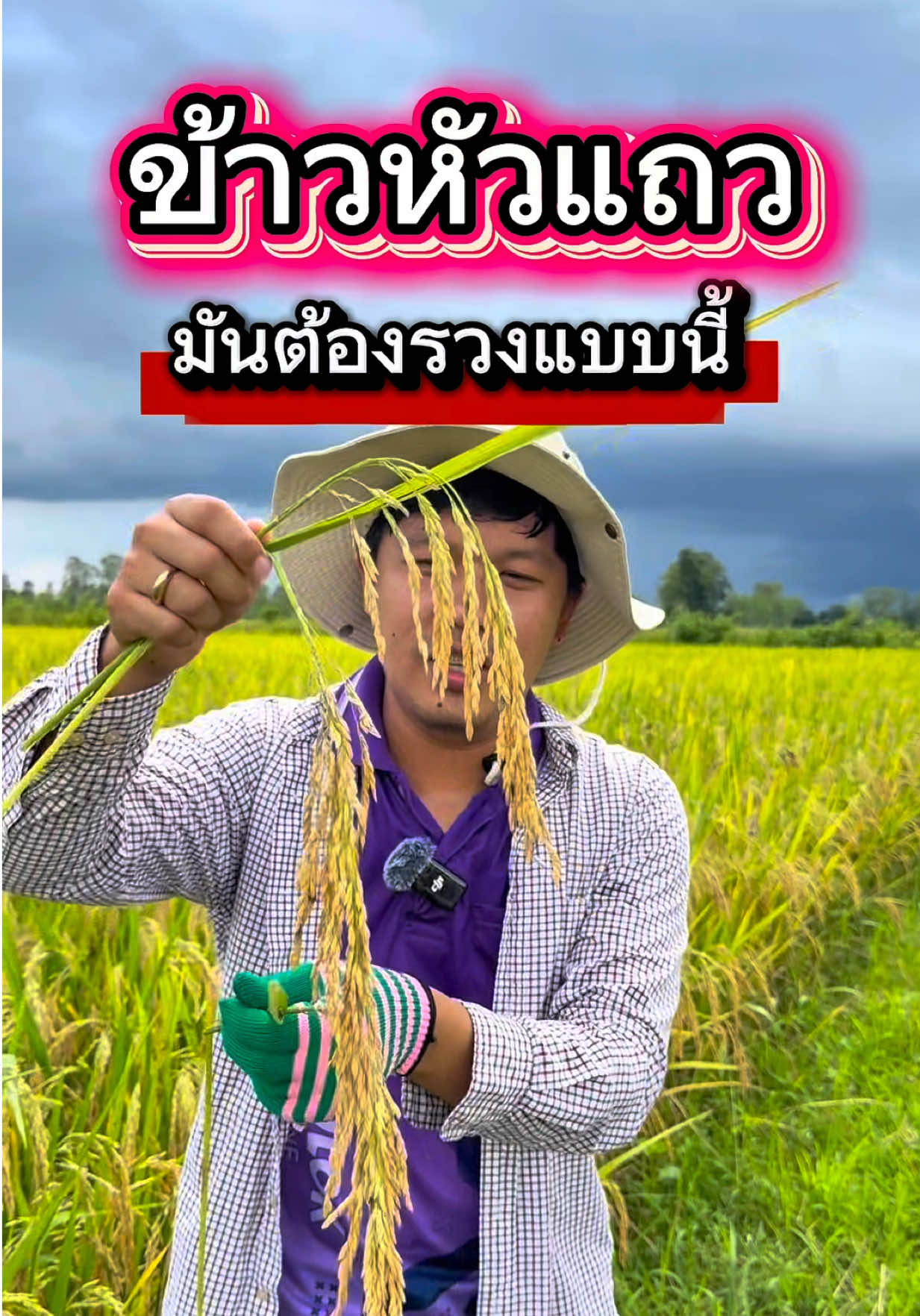 เจอแยยนี้ไร่ละ 2 ตัน ไม่ไกลเกินเอื้อม #เกษตรกร #farming #ชาวนา 