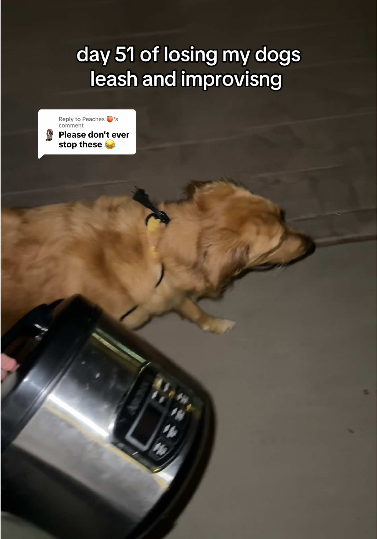 Replying to @Peaches 🍑 dinner came in handy tonight 🍜✨😳 #goldenretriever #dog #walk #rice 