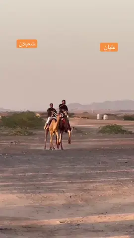 #هجن#السعيديين#الصايل#الجنوب#وادي#عربه#بادي#السروري