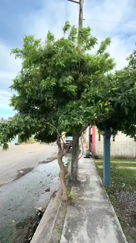 Para los que no conocen como es el Norte en Veracruz #norte #veracruz #playa #viento