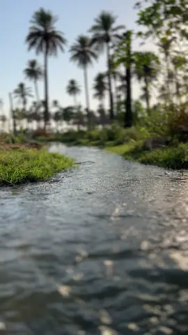 #سميرصبيح #تصوري📸 #شعراء_وذواقين_الشعر_الشعبي🎸 #ريف_العراق🇮🇶💚🌲🌿 #متابعة 