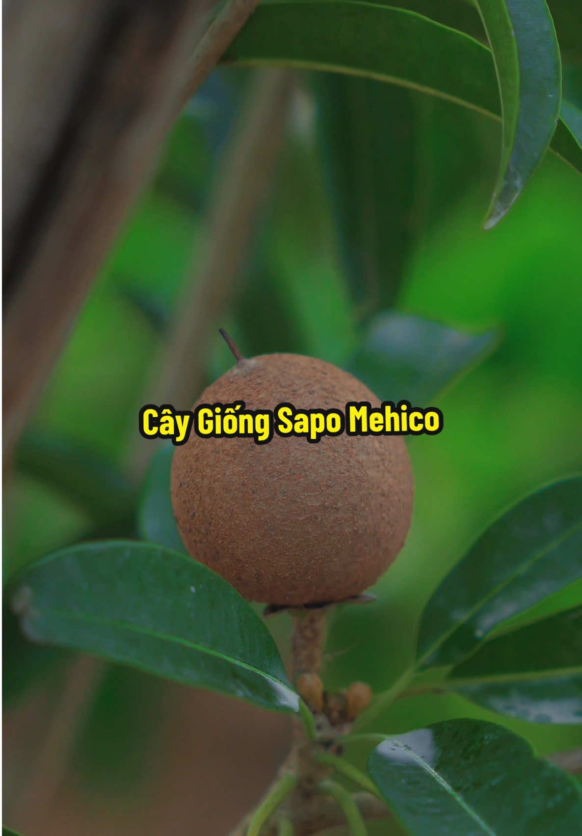 Cây giống Sapo Mehico Tui Trồng Nè #hienonha 