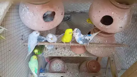 #mashallah😍😍😍😍😍 #fypppppppppppppppppppppp #parrots #beautyfull #mashallah😍😍😍😍😍 