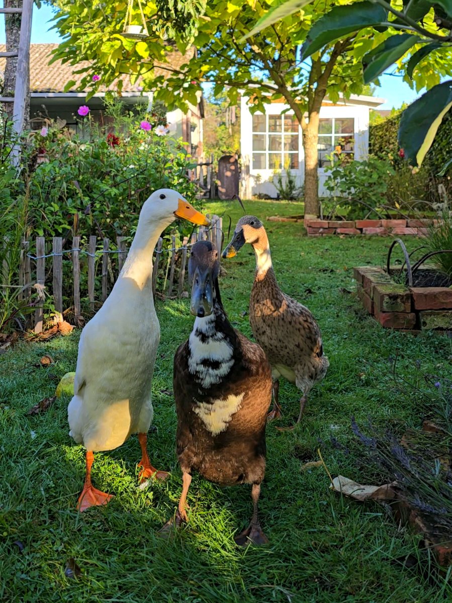 🪿🦆🦆 #laufenten #garten #autumn #garden #countrylife 