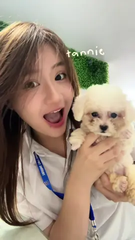 #xuhuong #fyp #graceandglow #suatam #poodle 