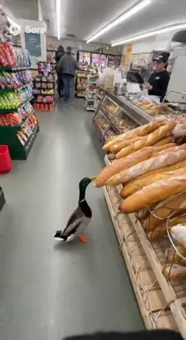 Duck Stealing Bread 🥖 #ai #sora2 #duck 