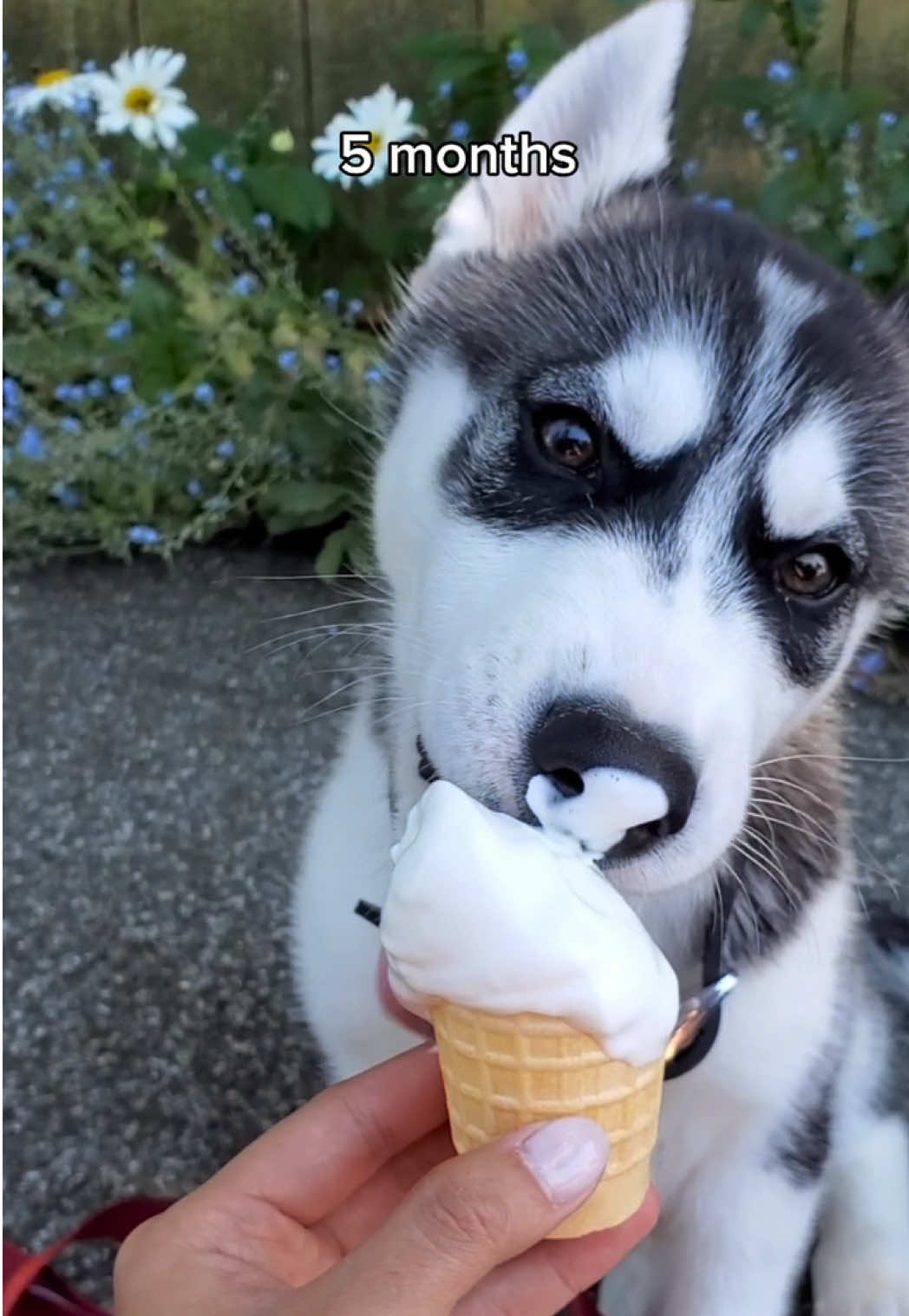 Please help us save our dog. Link to the gofundme will be in the comments or I can DM it to you 😭🙏🏼💕 #dogrecovery #sickdog #doglover #dogsoftiktok #GoFundMe 