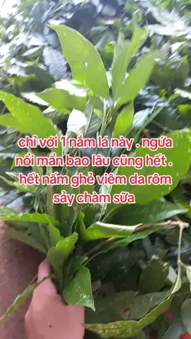 chỉ với 1 nắm lá này . ngứa nổi mẩn bao lâu cũng hết .  hết nấm ghẻ viêm da rôm sảy chàm sữa  #ngứa #meday #noiman #viemdacodia #thaoduocmetho 