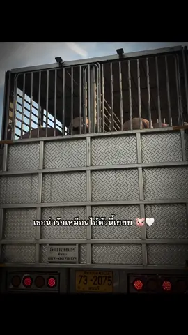 เธอน่ารักกเหมือนไอ้ตัวนี้เลยย 🤍🐷 #เธรด #เธรดคลั่งรัก #สตอรี่ 