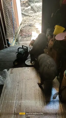 kacau,naik kerumah