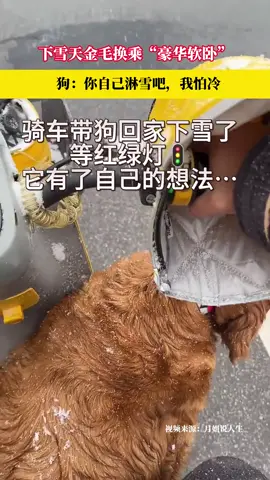 🇲🇾 Malay Version ❄️🐶 Hari salji, tuan kena basah kuyup tapi Golden Retriever ni naik “katil mewah” siap-siap! 😂 Anjing: “Kau je la mandi salji, aku takut sejuk~” #AnjingComel #GoldenRetriever #MomentLucu ⸻ 🇨🇳 中文版本 ❄️🐶 下雪天，主人还在淋雪，金毛直接换乘“豪华软卧”！😂 狗： “你自己淋吧，我可怕冷~” #金毛犬 #萌宠日常 
