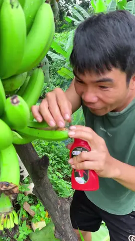Phần 1| Đuông dừa❌#xuhuongtiktok #xuhuong #viral #mukbang 