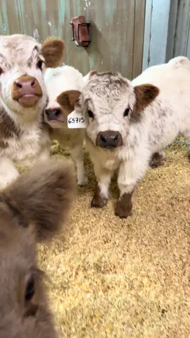 They are sooo cute #minicow #cow #godisgood #farmlife 