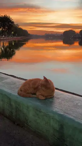 Sunrise danau sunter sama bagusnya ✨  #promoseruweekend #fyp #foryourpage #danausunter #jakartautara #sunrise #catlover 