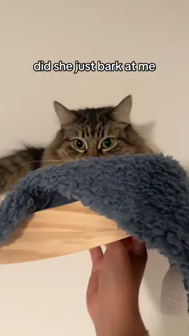 I annoyed her so much she forgot what animal she was