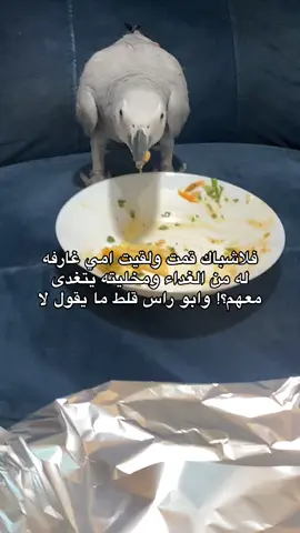 قالوا له اقلط وقلط #fyp #viral #ببغاء_كاسكو #ببغاء #اكسبلور 