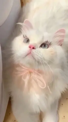 #cats #foryou 
