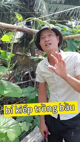 Trả lời @kiti3067 Cách trồng bầu khỏe mạnh và mang trái nhiều #uthonongdan #thichtrongcay #kichretc01 @Út Hồ Nông Dân @Út Hồ Nông Dân 