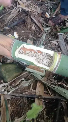 sâu tre cùng ko ạ 