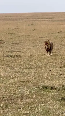 Oloimina my boy, that's breaking my heart 💔💔 ur patrolling alone, everything u do now is by urself...I love u so much we all love u beautiful boy, Pls God punish whoever was the reason behind Orpadan fate...I dono what happened but If there was a human interference let them get punished... Cr elisabettalevis #lionlover #saveanimals justiceforlorkulup justicefororpadan justiceforolobor justiceforoloisiadu #followers➕ #fyp #viral 