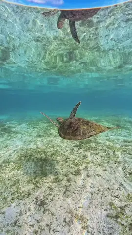 水面にウミガメさん写ってる🥹🥹 #snorkeling #skindive #underwater #beautiful #seaturtle 