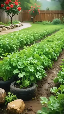 🌱เมล็ดพันธุ์ผักซี 4000 เมล็ดห่อใหญ่ อัตรางอกสูงโตไว ให้ผลผลิตเร็ว เก็บกินเก็บขายคุ้มสุดๆ☘️ #เมล็ดผักซอง #เมล็ดผักซี #ผักซี 