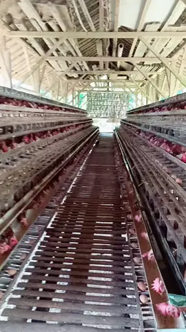 lohman platinum semakin kencang makan nya boskuu🐥🐥🥰